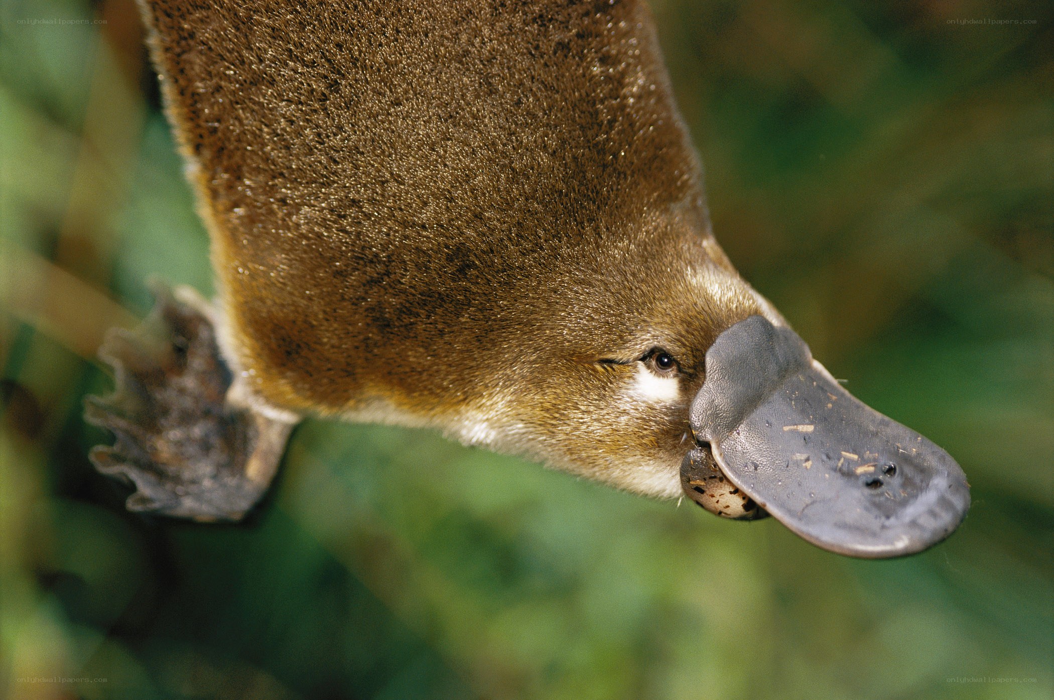 Platypus with egg in beak