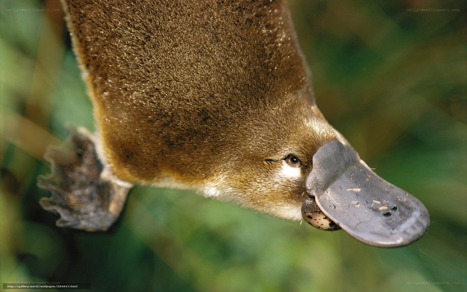 Platypus with egg in beak