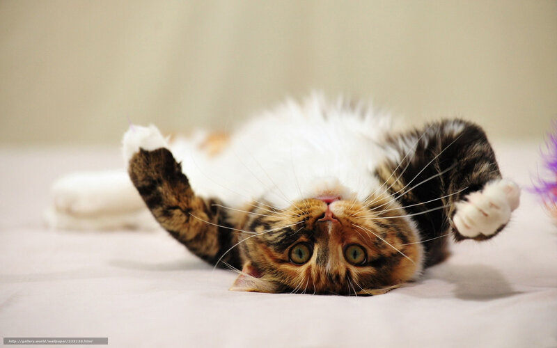 playful cat on its back