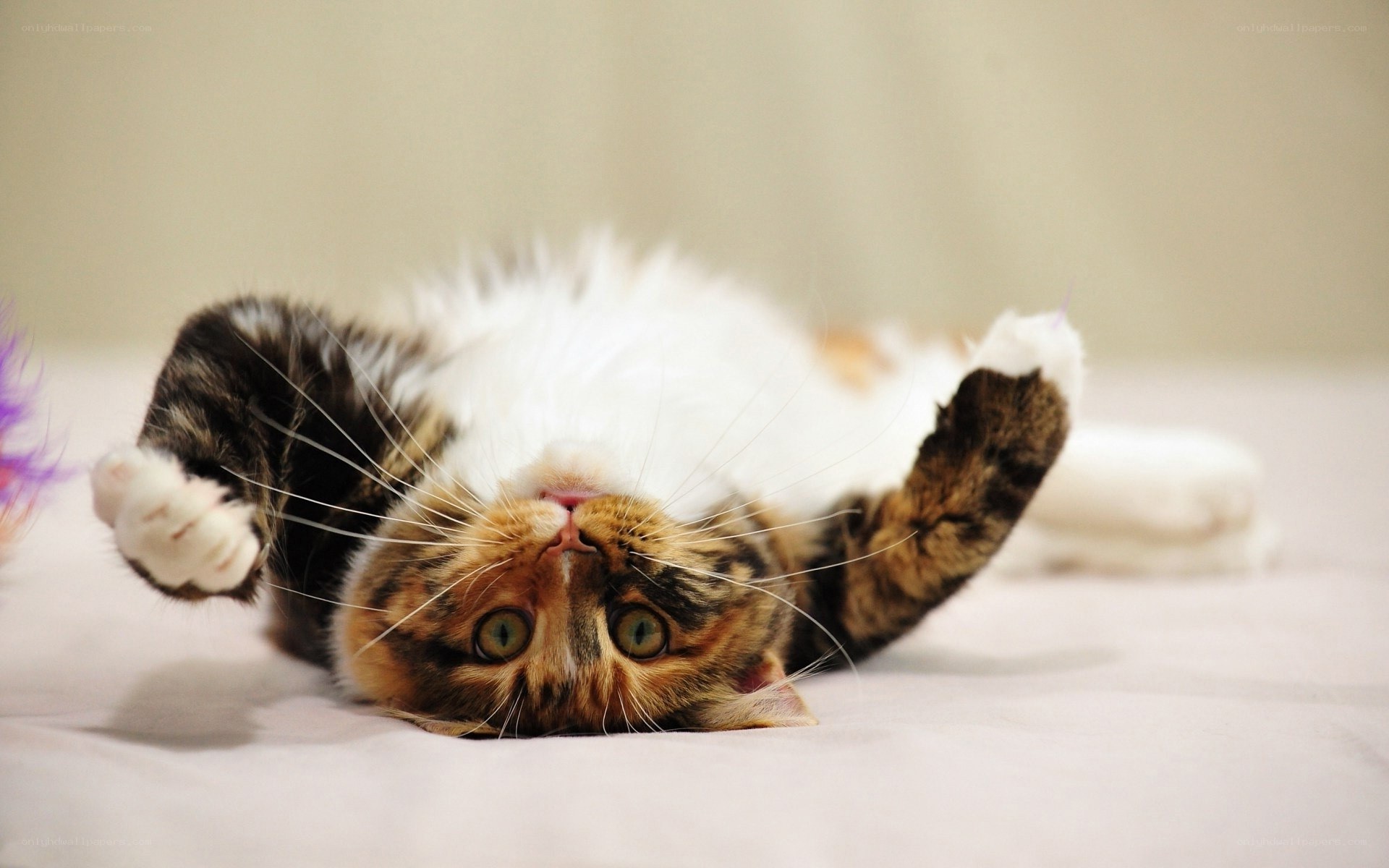playful cat on its back