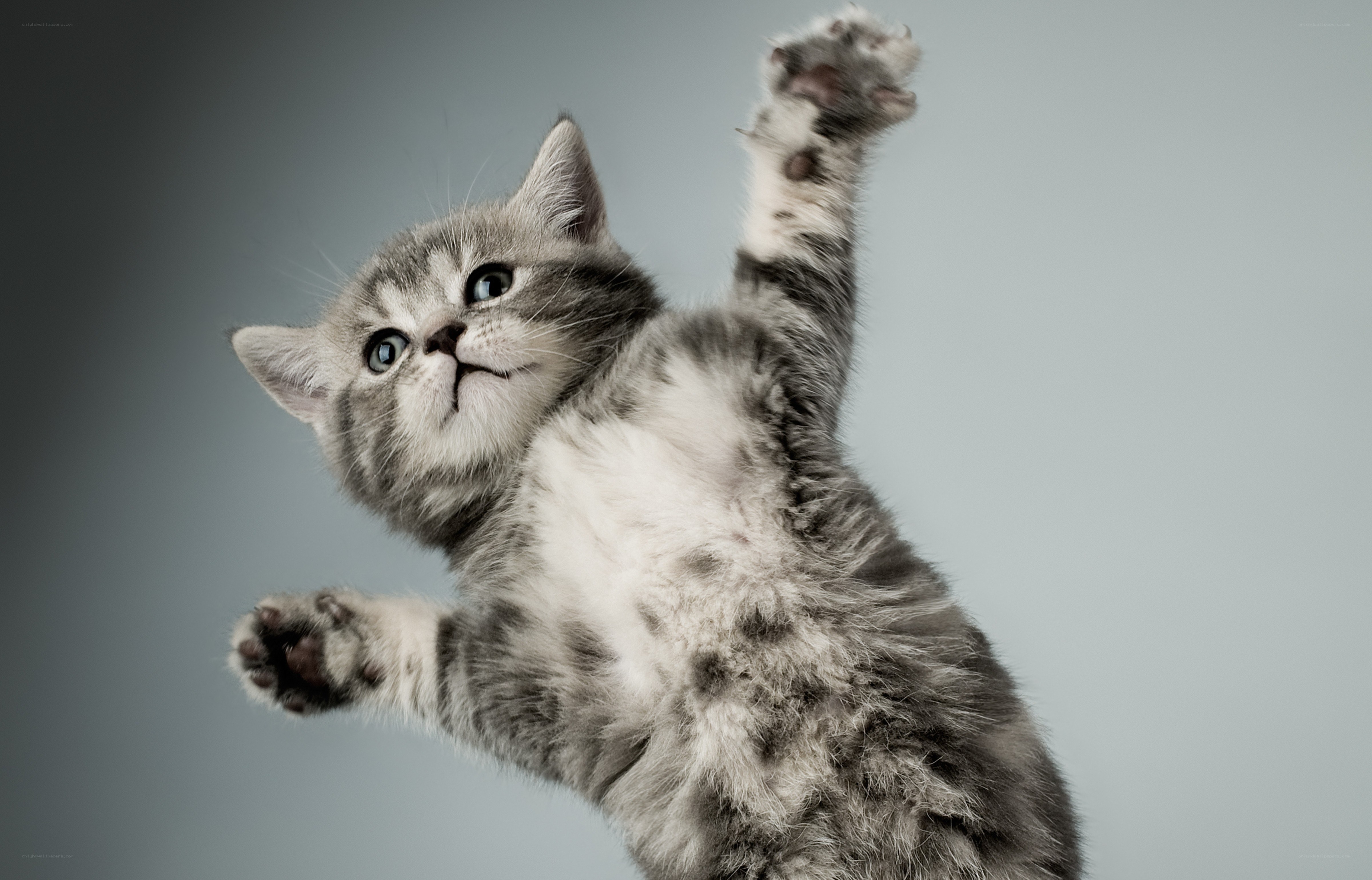 playful gray kitten reaching up