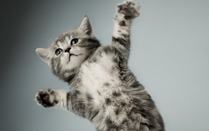 playful gray kitten reaching up
