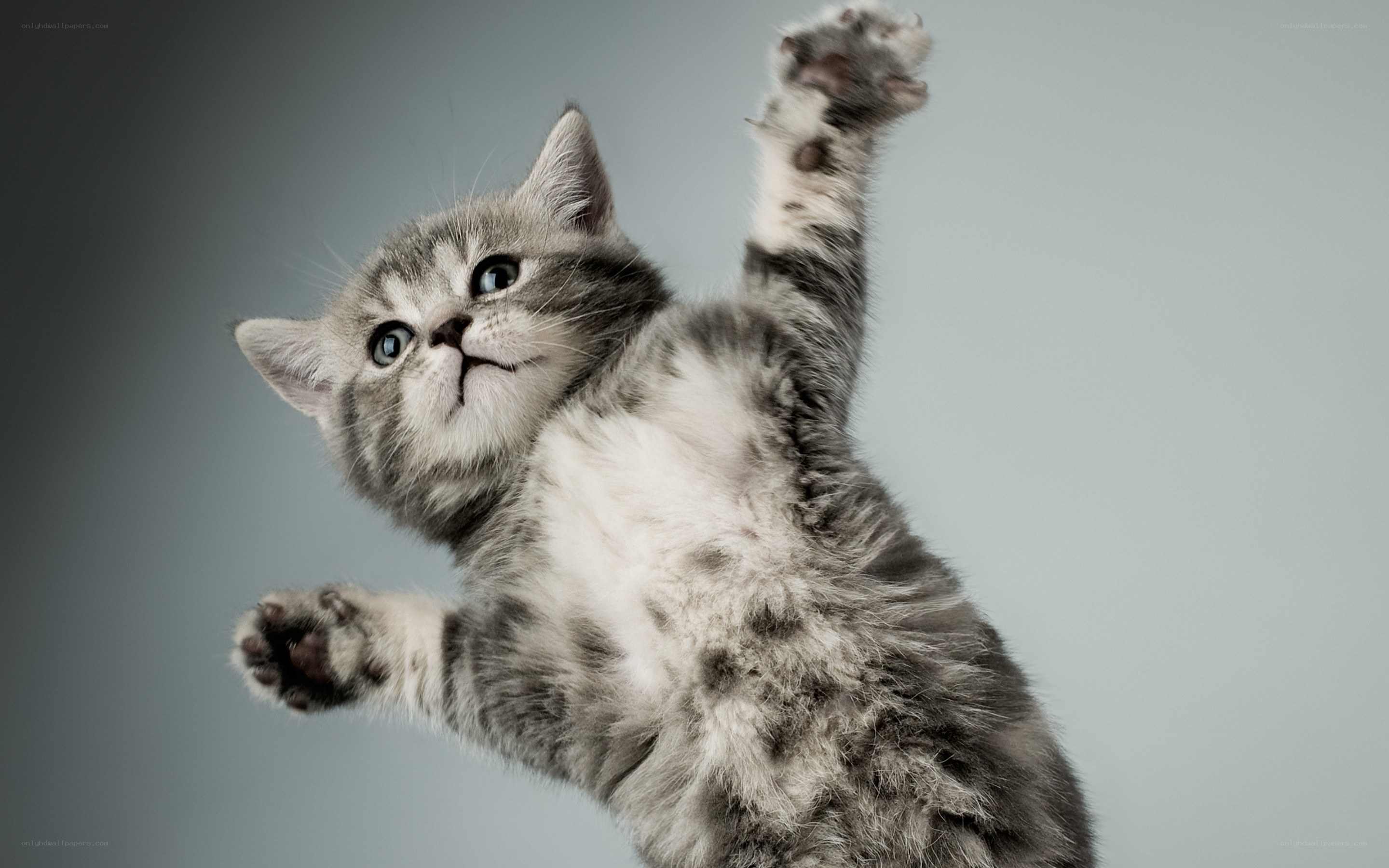 playful gray kitten reaching up