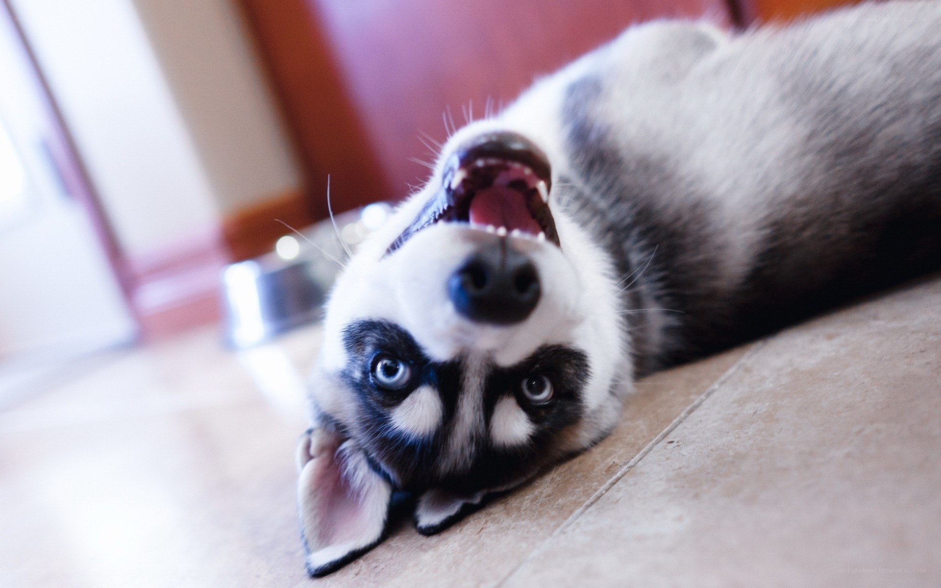 playful husky puppy