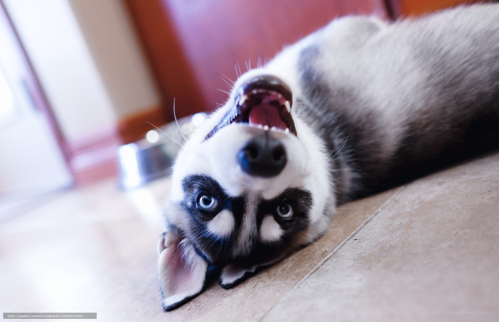 playful husky puppy