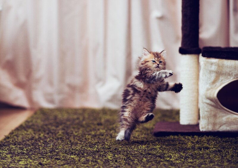 playful kitten jumping