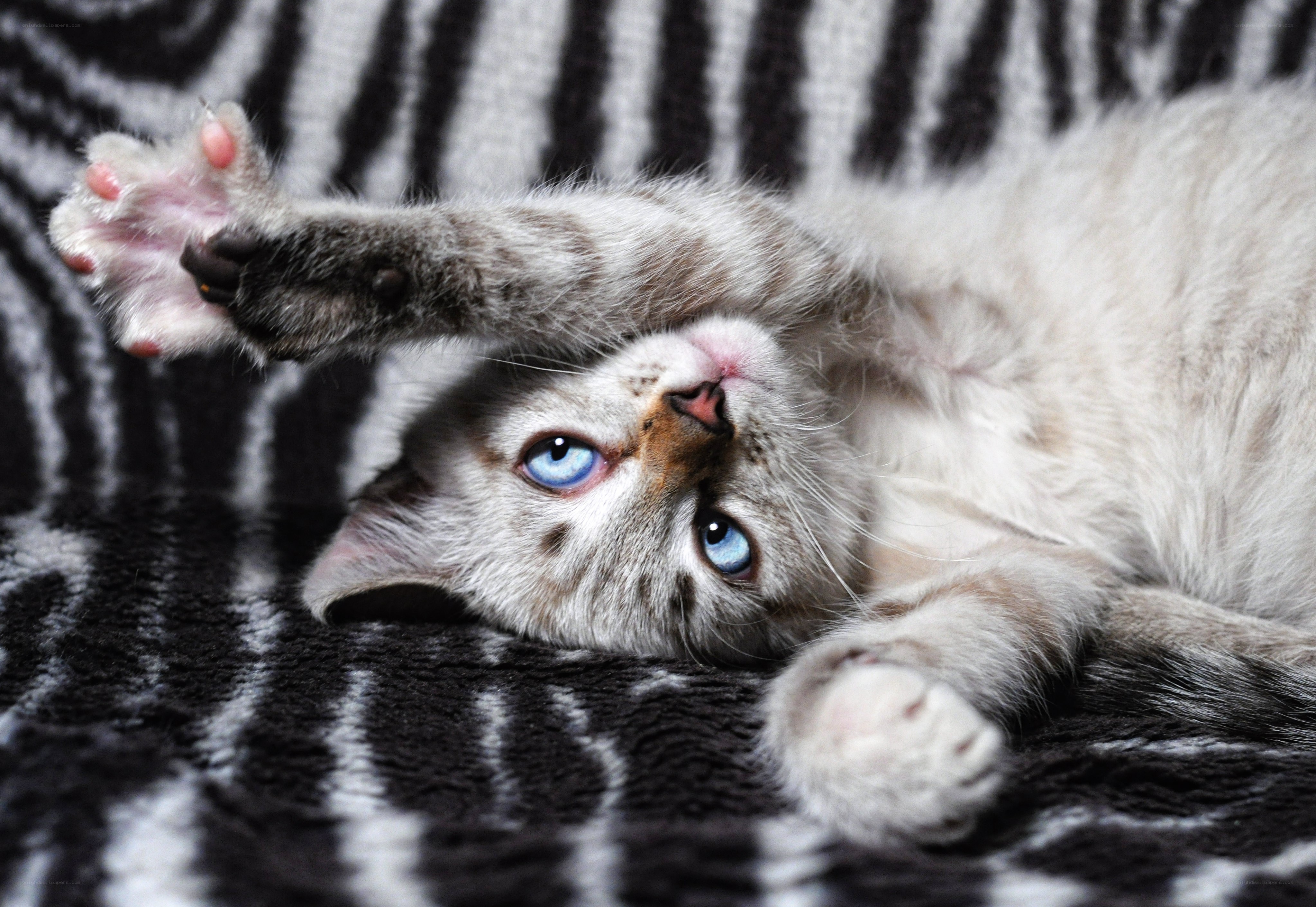 playful kitten on blanket