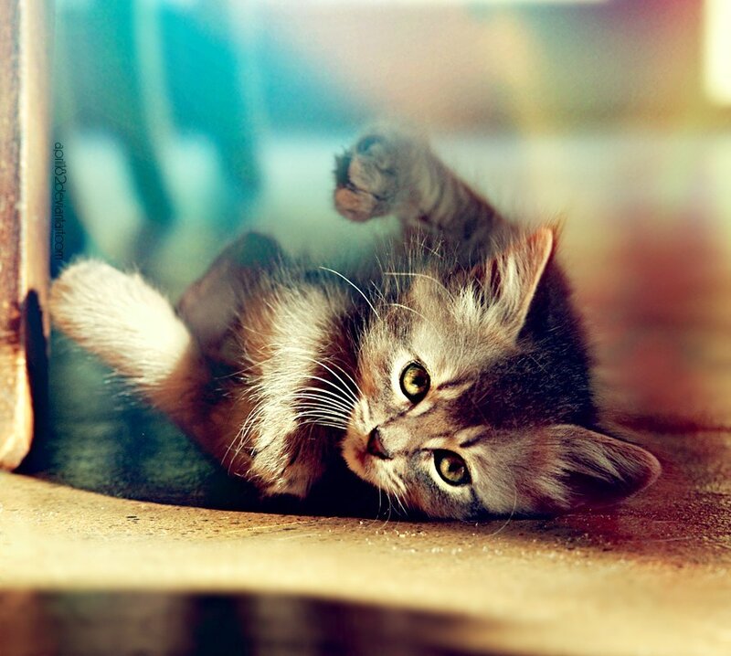 playful kitten on its back