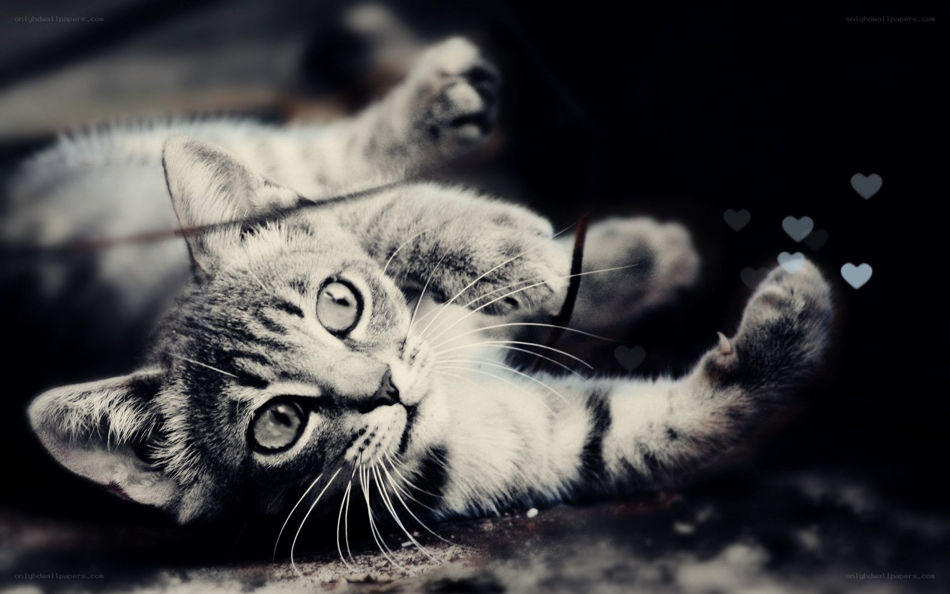 playful kitten with hearts