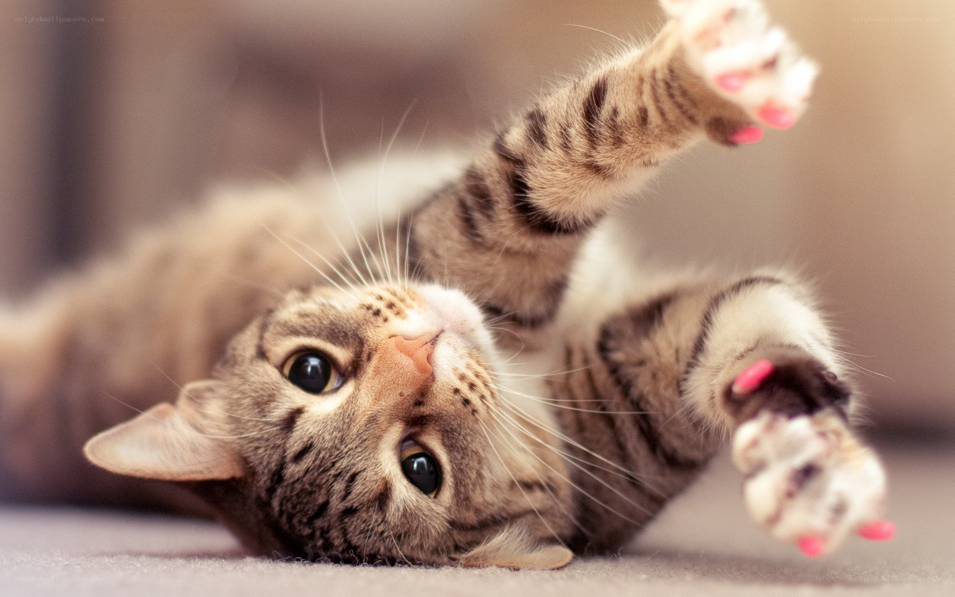 playful tabby cat on its back