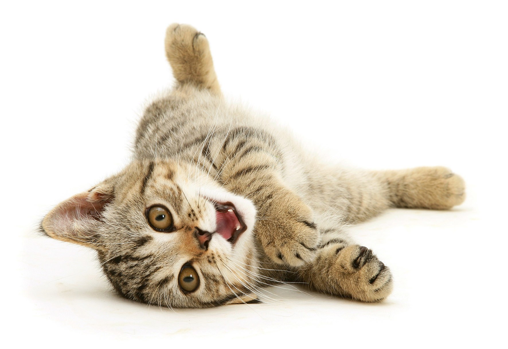 playful tabby kitten on back