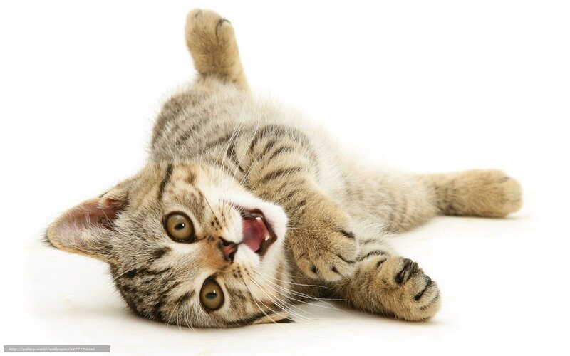 playful tabby kitten