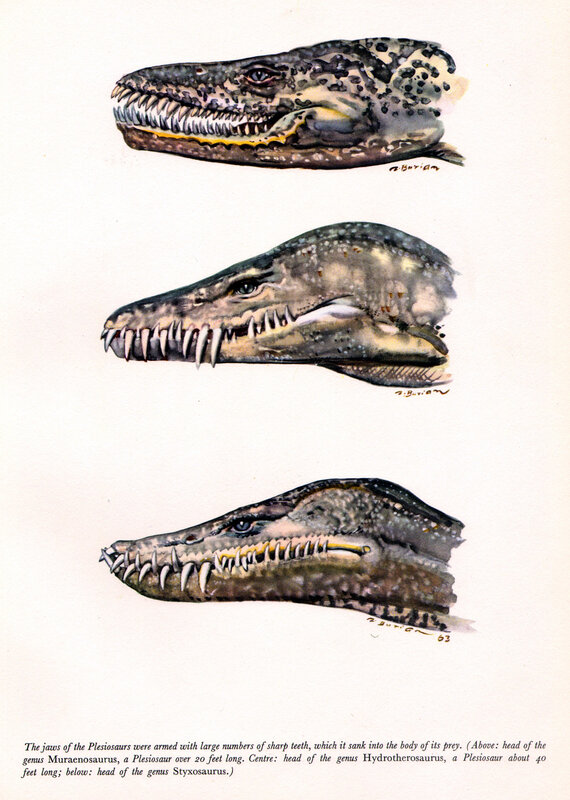 Plesiosaur jaw illustrations