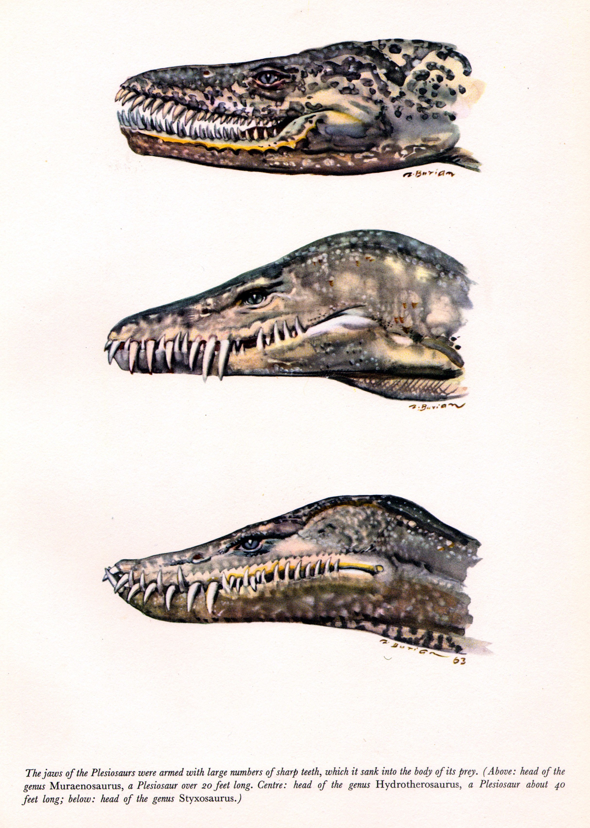 Plesiosaur jaw illustrations