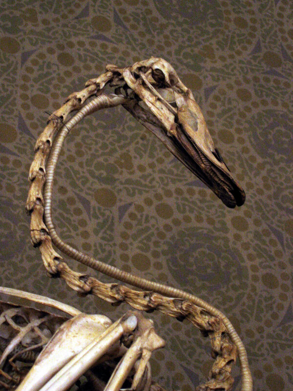 Plesiosaur skeleton display