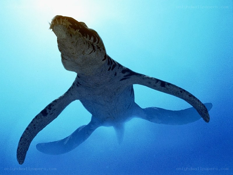 Plesiosaur swimming underwater