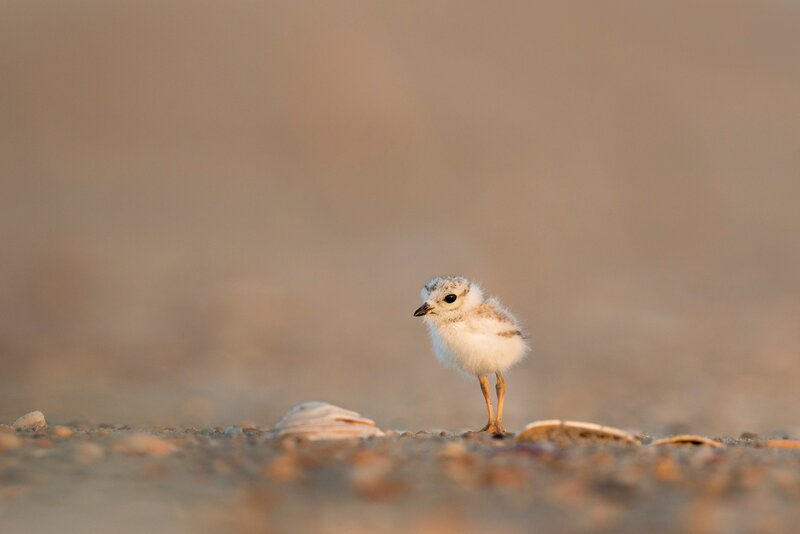 Plover Chick on Beach