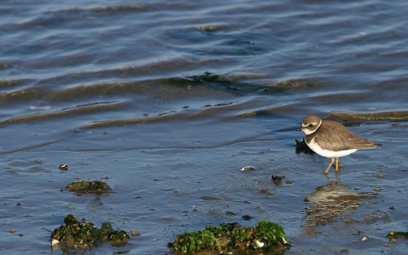 Plover on a wet beach
