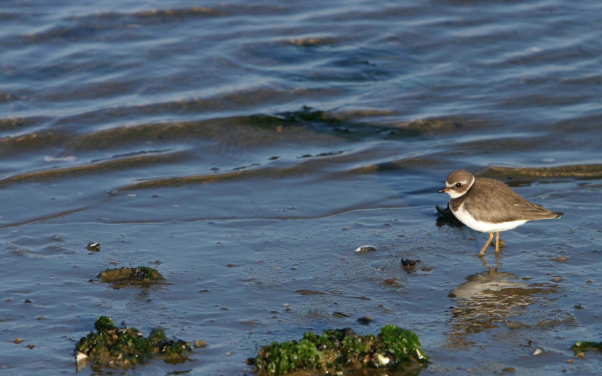 Plover on a wet beach