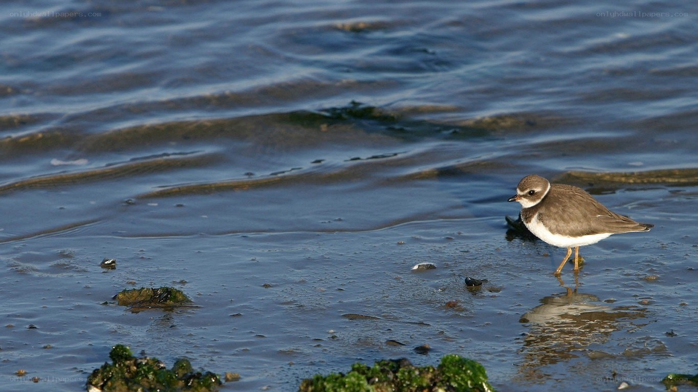 Plover on a wet shoreline