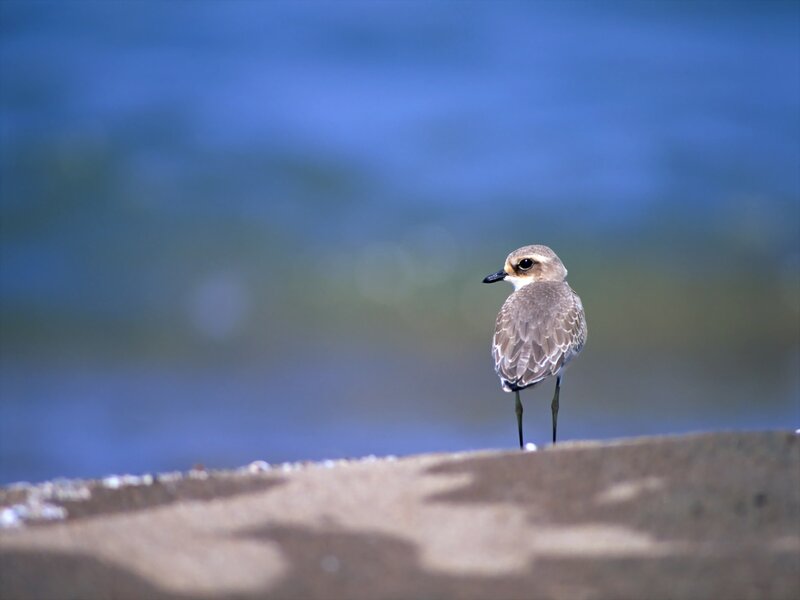 Plover on the beach