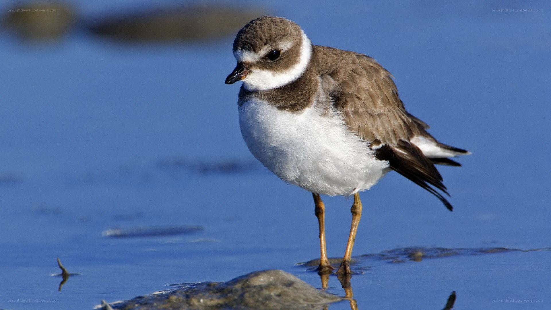 Plover standing in shallow water