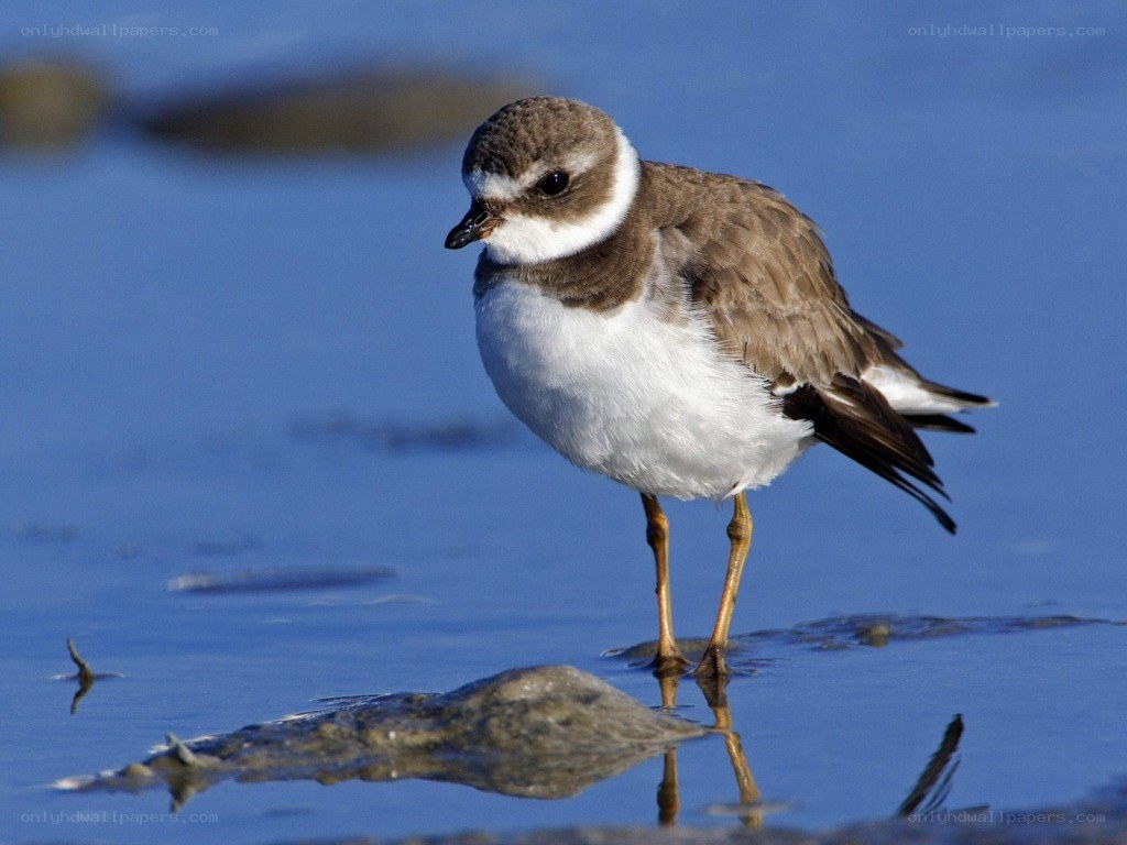 plover standing in shallow water