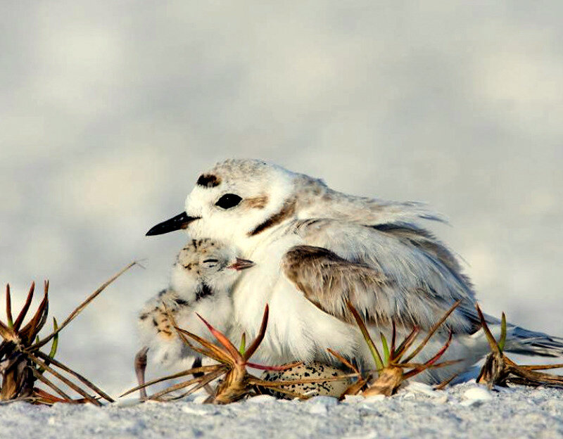 Plover with chicks on beach