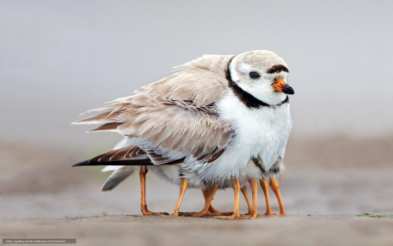 Plover with chicks on beach