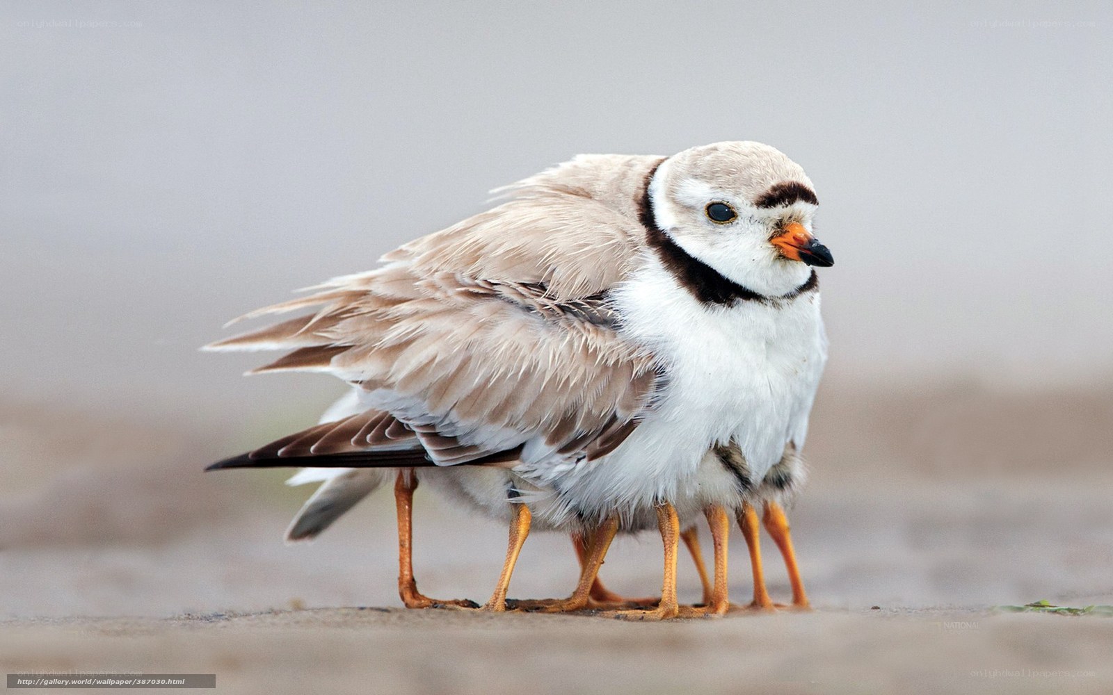 Plover with chicks on beach