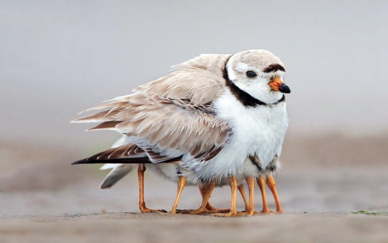 Plover with chicks