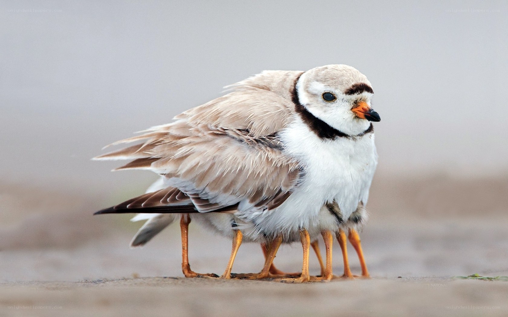 Plover with chicks