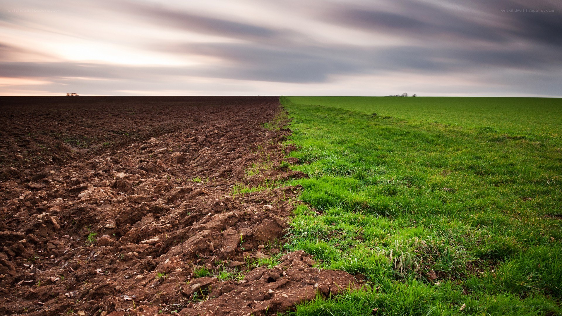 Plowed field and green crop