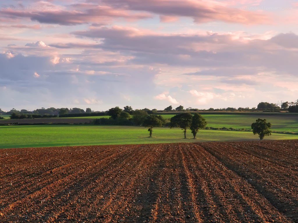 Plowed field at sunset