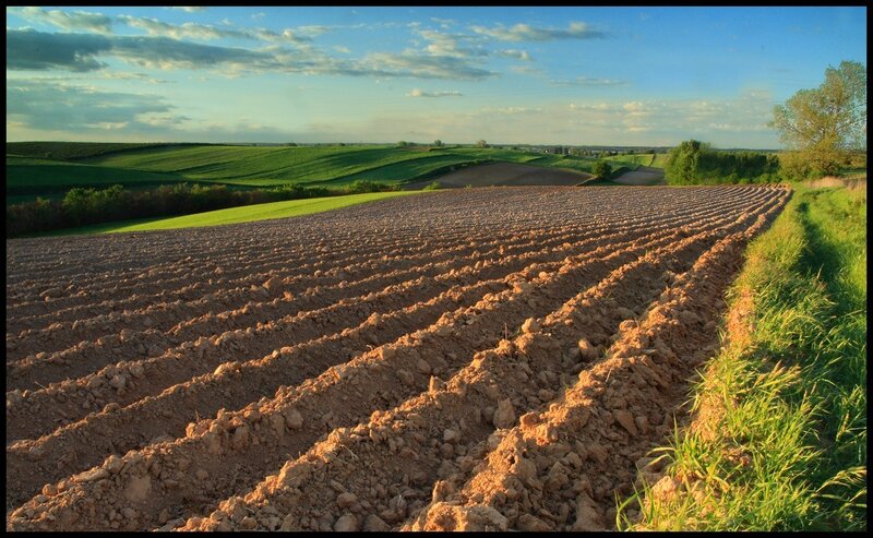 Plowed field at sunset