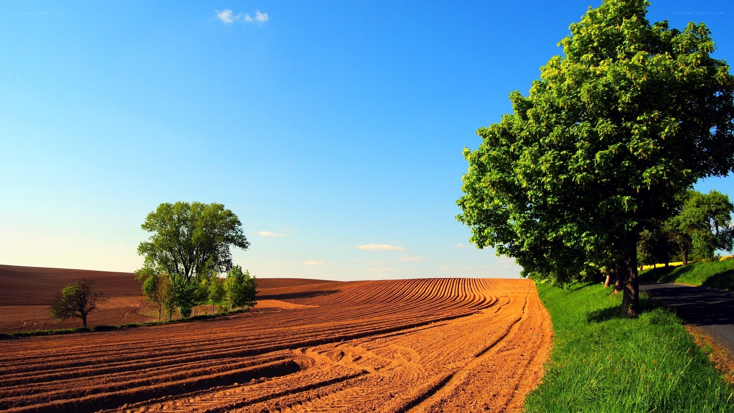Plowed field under blue sky