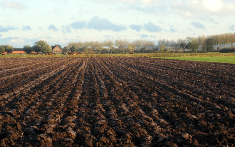 Plowed Field with Cows