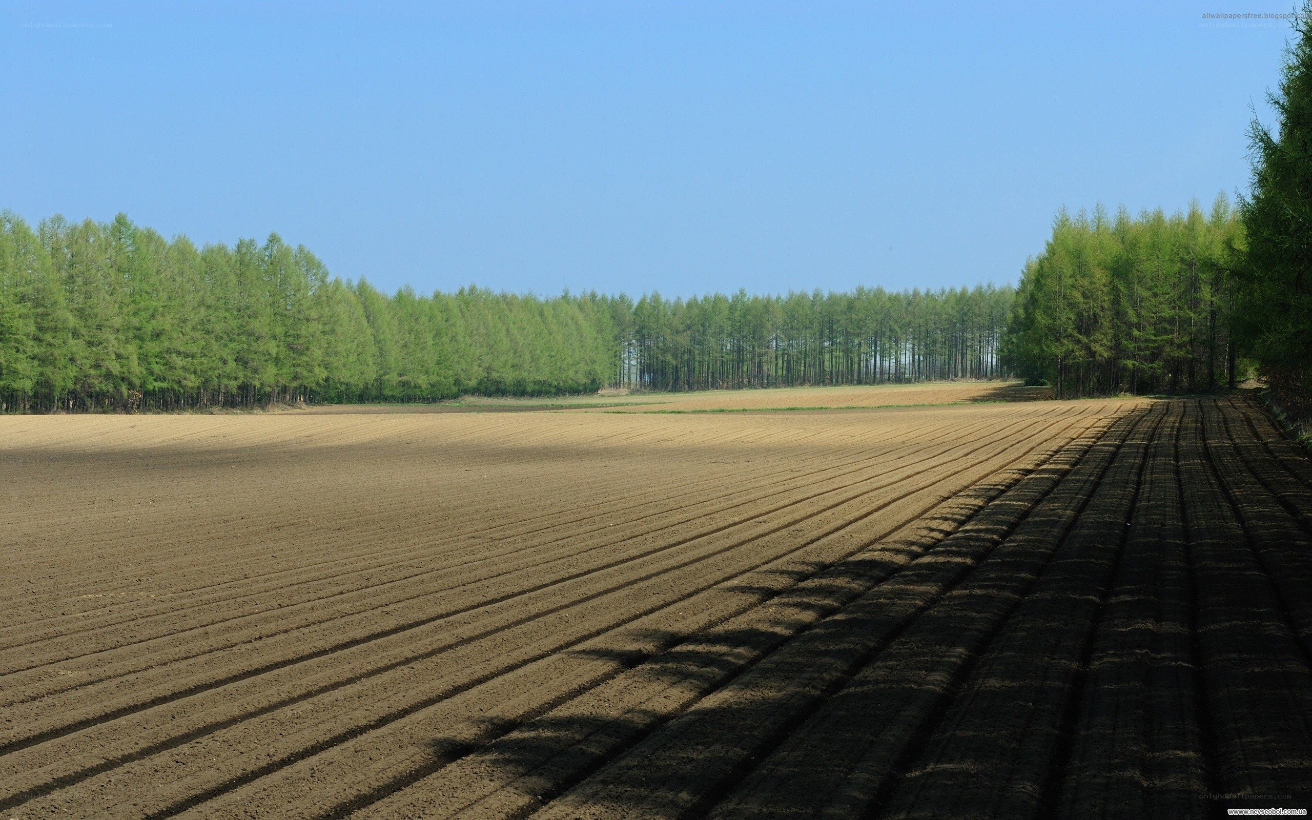 Plowed field with forest