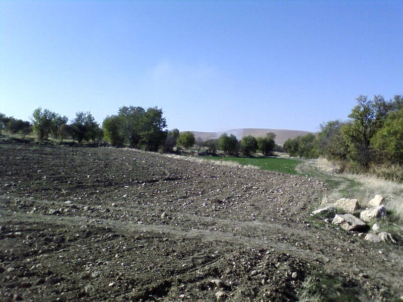 Plowed field with trees