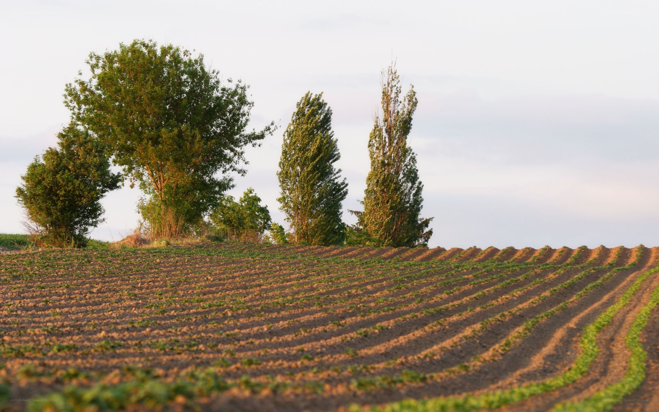 Plowed field with trees