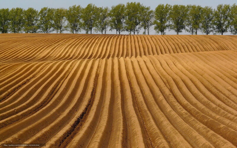 Plowed Field with Trees — Brown