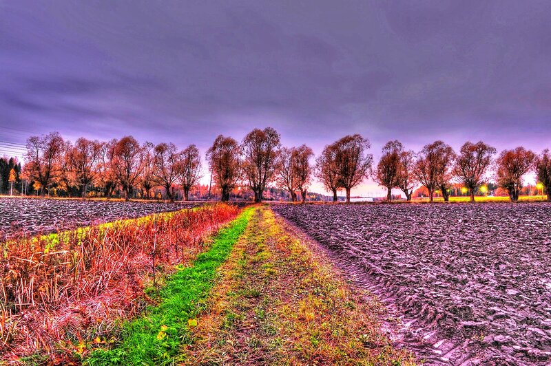 Plowed Field with Trees — Purple