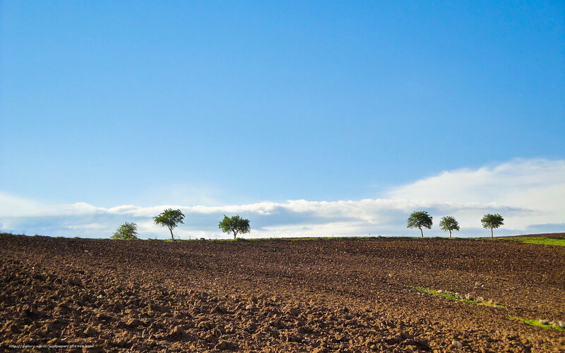 Plowed field with trees