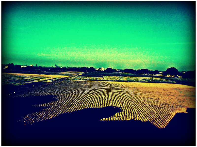 Plowed Fields under Green Sky