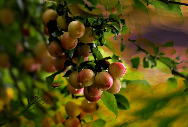 Plum Fruit on Branch