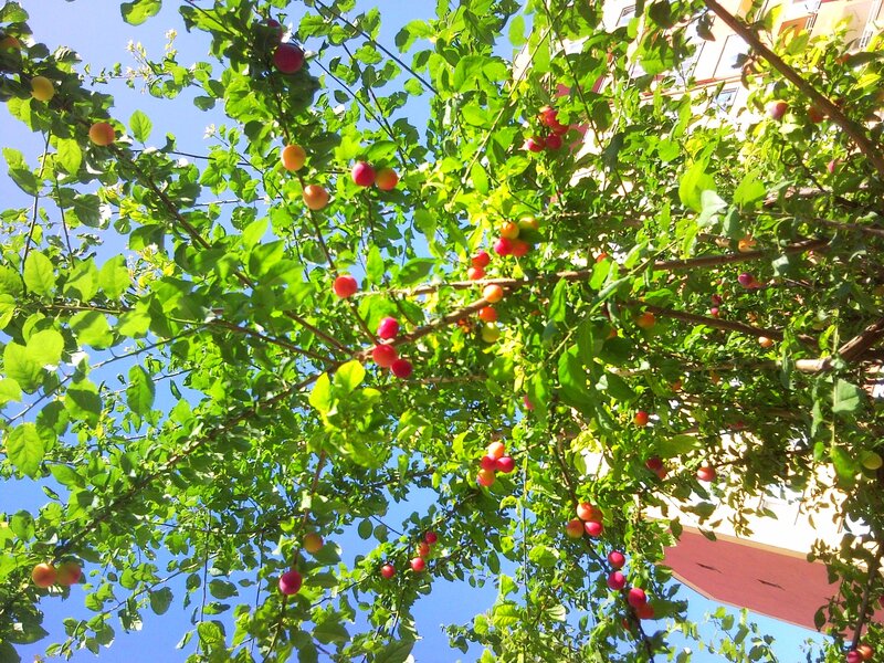 Plum Tree with Fruit — Green, Bright