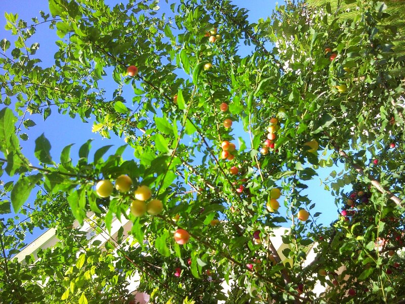 Plum Tree with Fruit — Green, Serene