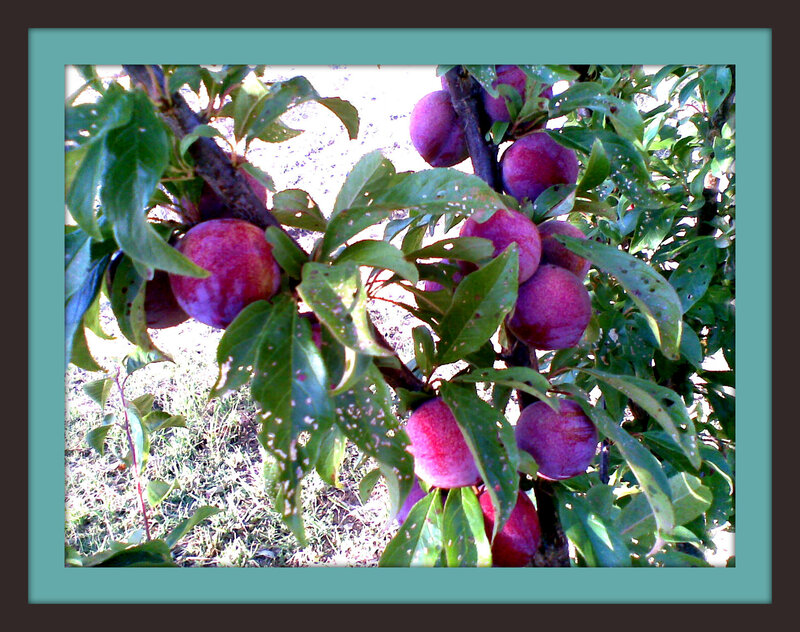 Plum Tree with Fruit