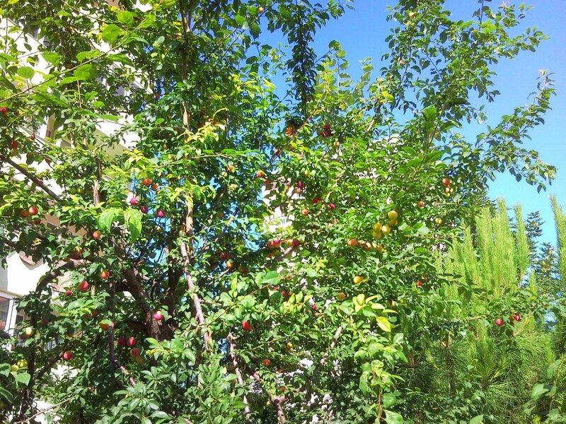 plum tree with ripe fruit