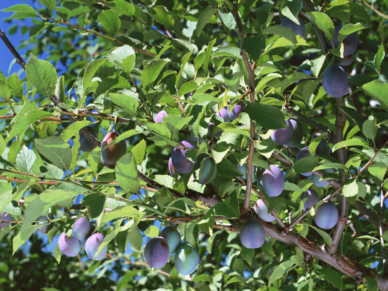 plum tree with ripe fruit